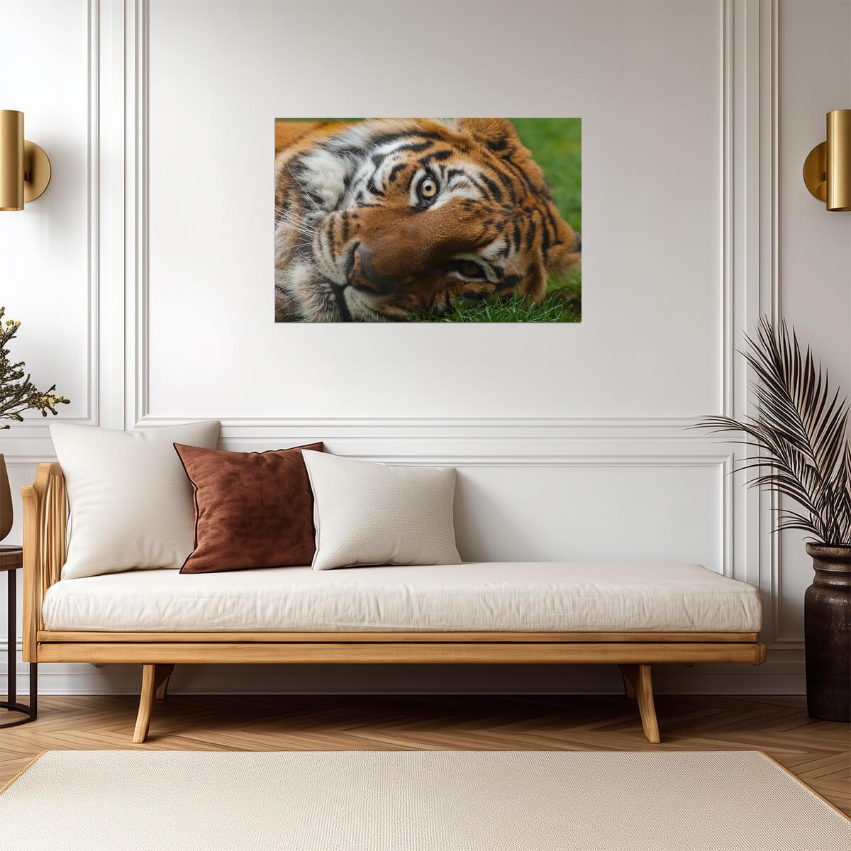 Bengal Tiger Eyes Close Up | Wildlife Photography | Big Cat Poster - Photography Poster