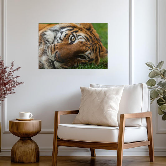 Bengal Tiger Eyes Close Up | Wildlife Photography | Big Cat Poster - Photography Poster