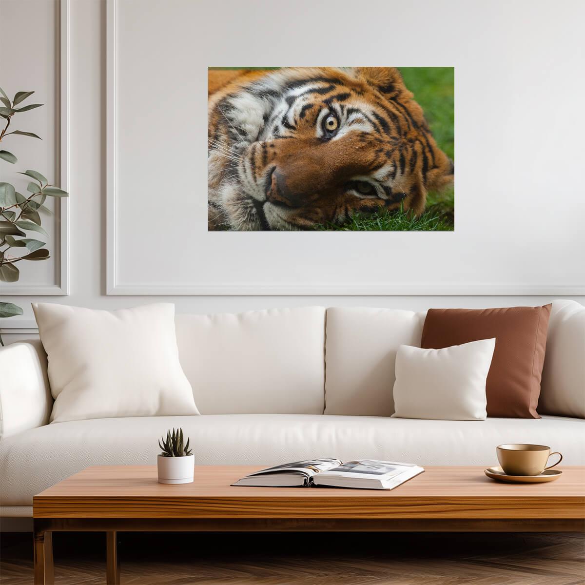 Bengal Tiger Eyes Close Up | Wildlife Photography | Big Cat Poster - Photography Poster