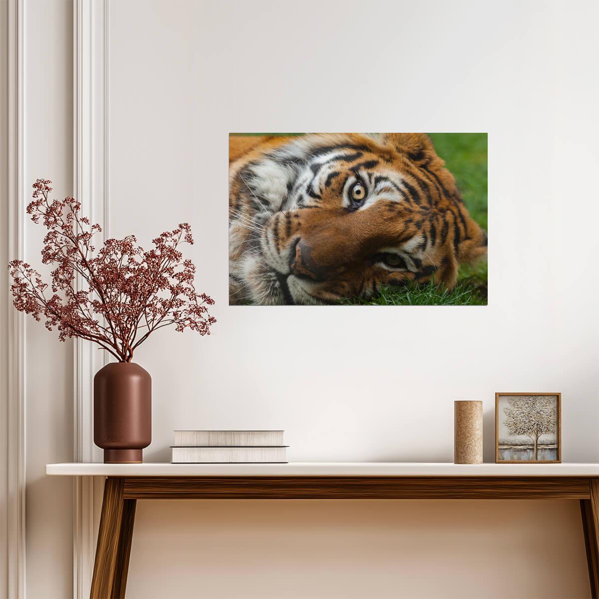 Bengal Tiger Eyes Close Up | Wildlife Photography | Big Cat Poster - Photography Poster