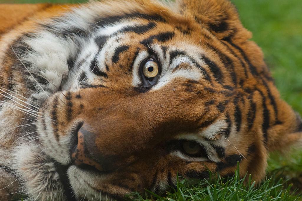 Bengal Tiger Eyes Close Up | Wildlife Photography | Big Cat Poster - Photography Poster