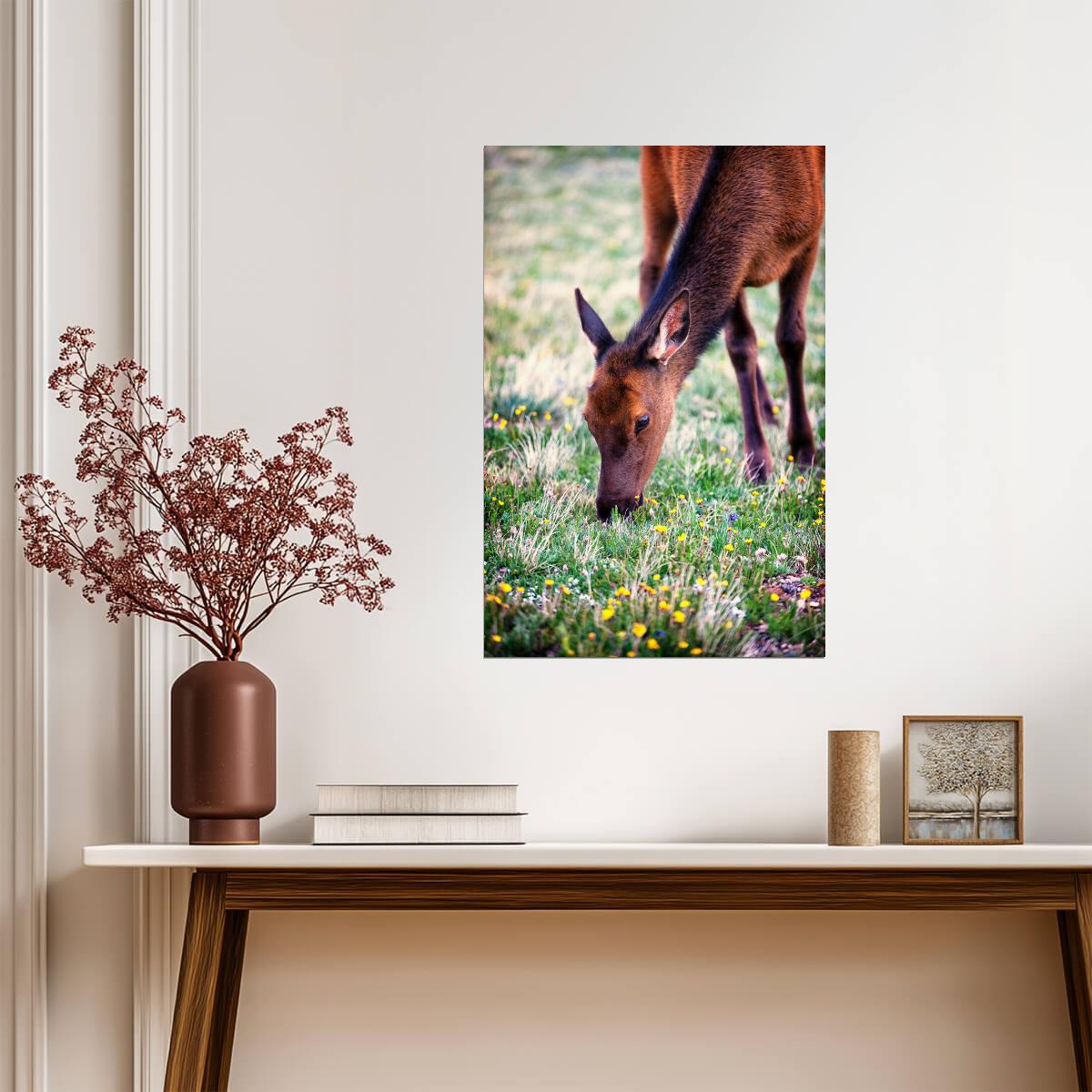 Grazing Elk in Rocky Mountain National Park | Wildlife Photography Poster - Photography Poster