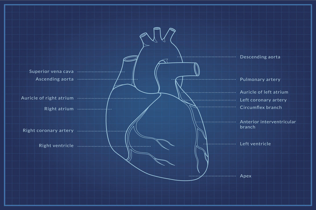 Human Heart Diagram | Anatomy Blueprint Poster | Medical Student Wall Chart - Graphic & Art Poster