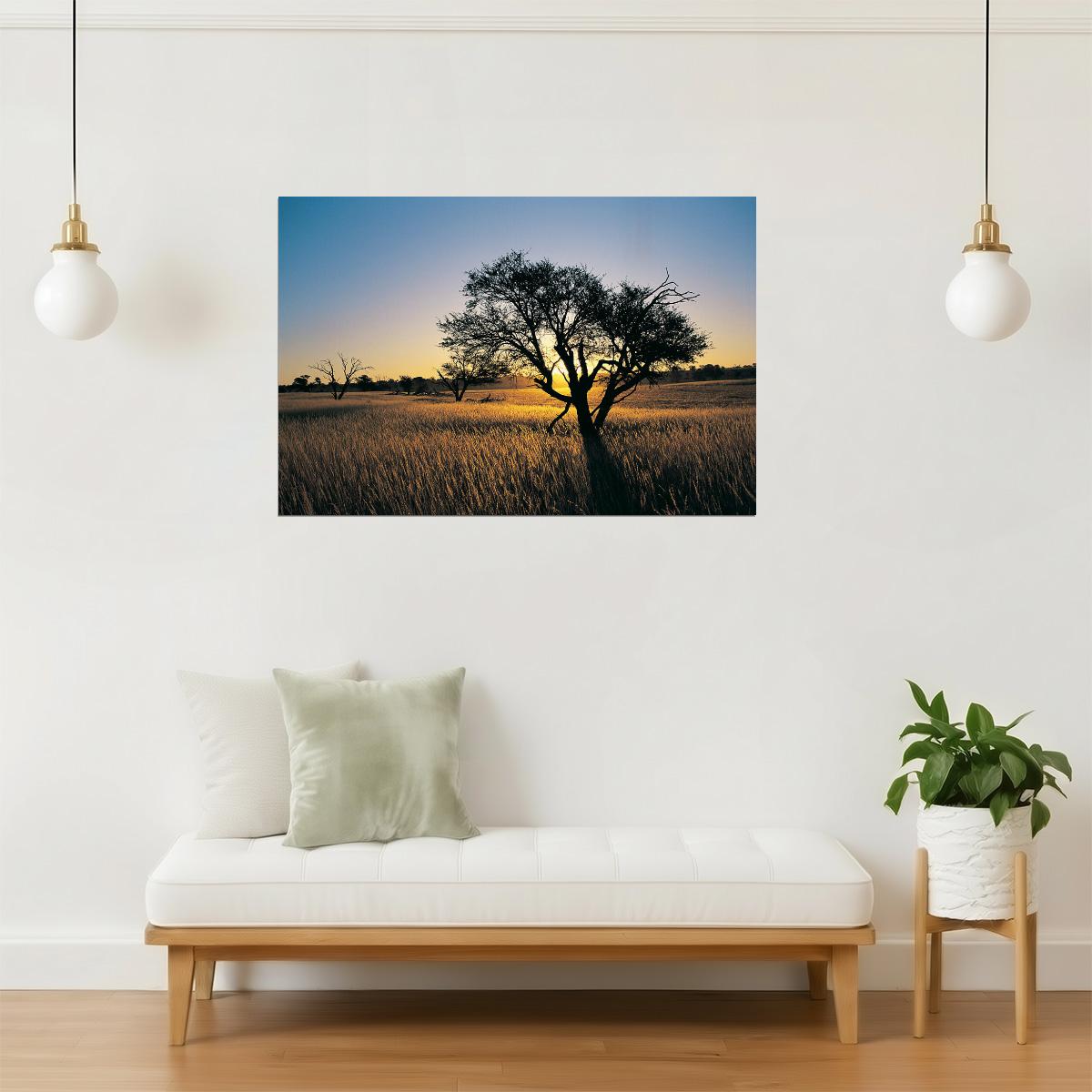 Kalahari Camelthorn Tree Poster | African Sunset Photography | Wildlife Wall Art
