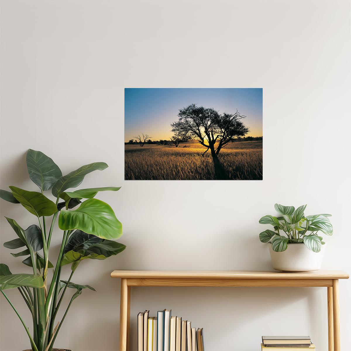 Kalahari Camelthorn Tree Poster | African Sunset Photography | Wildlife Wall Art