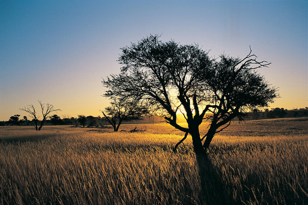 Kalahari Camelthorn Tree Poster | African Sunset Photography | Wildlife Wall Art