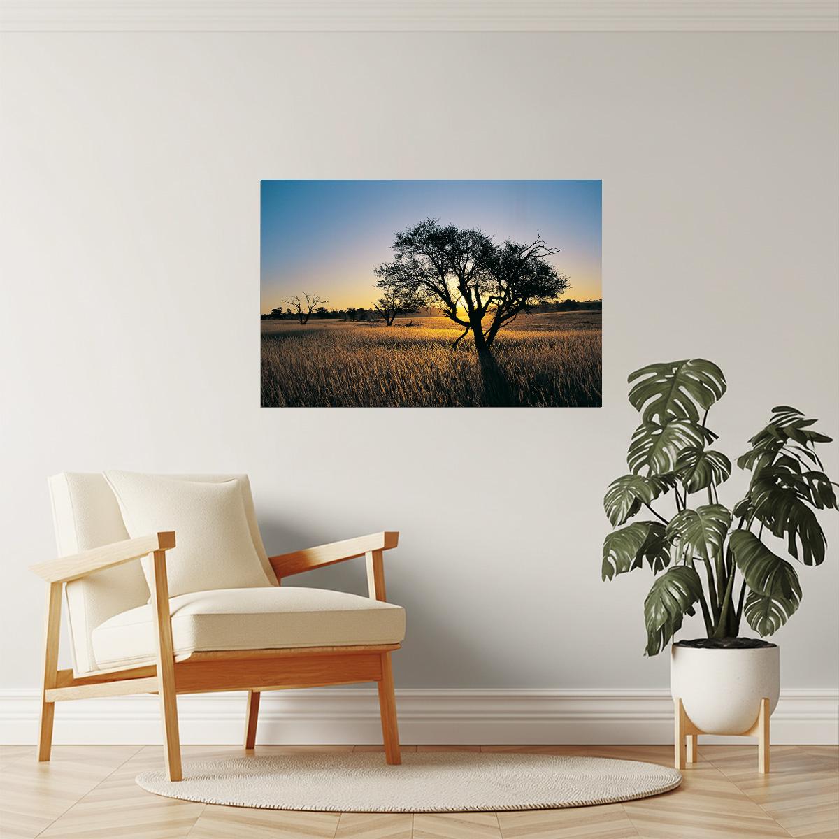 Kalahari Camelthorn Tree Poster | African Sunset Photography | Wildlife Wall Art