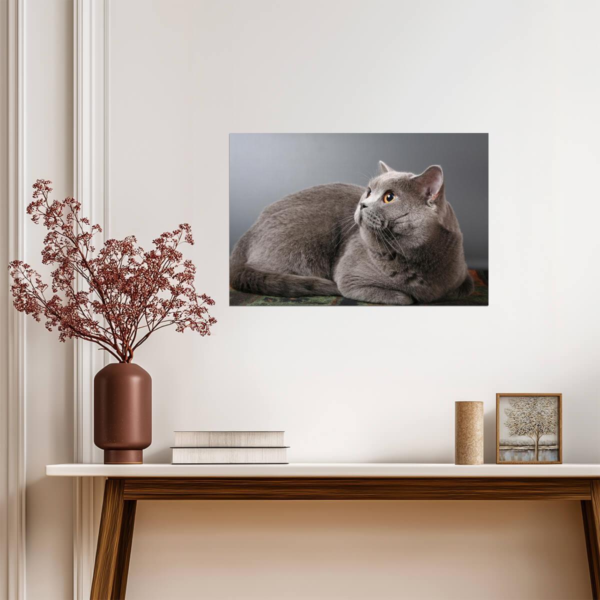 British Shorthair Blue Cat with Copper Eyes | Pedigreed Pet Photography | Cat Poster - Photography Poster