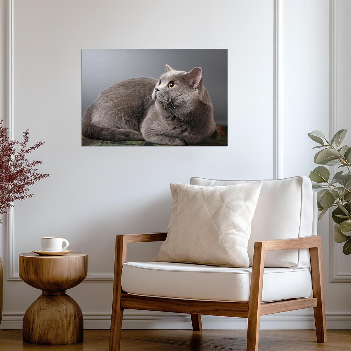 British Shorthair Blue Cat with Copper Eyes | Pedigreed Pet Photography | Cat Poster - Photography Poster