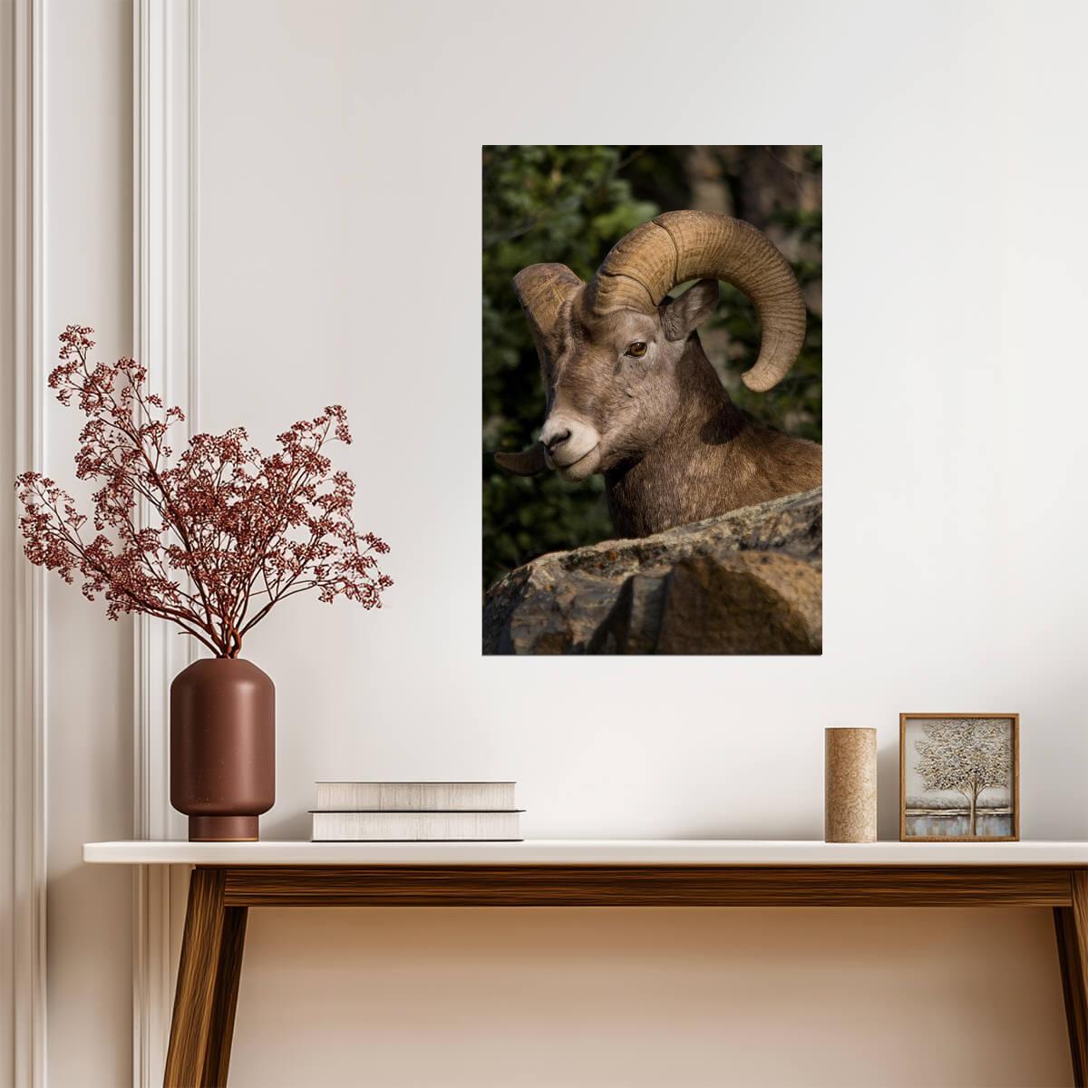 Fall River Ram | Rocky Mountain National Park Photography Poster - Photography Poster