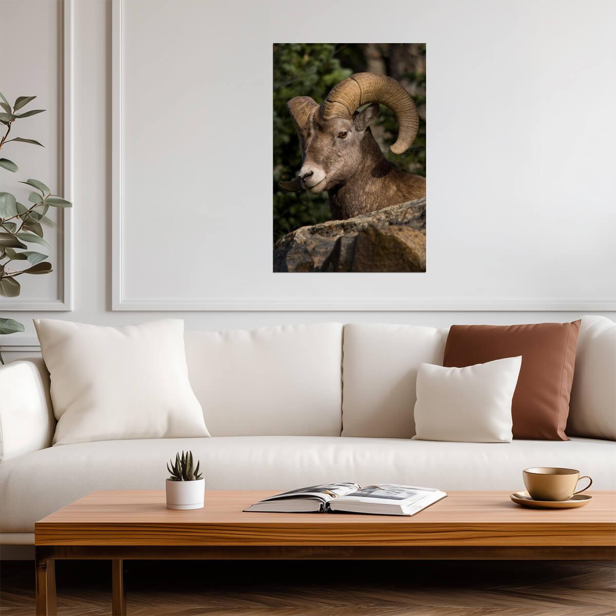 Fall River Ram | Rocky Mountain National Park Photography Poster - Photography Poster