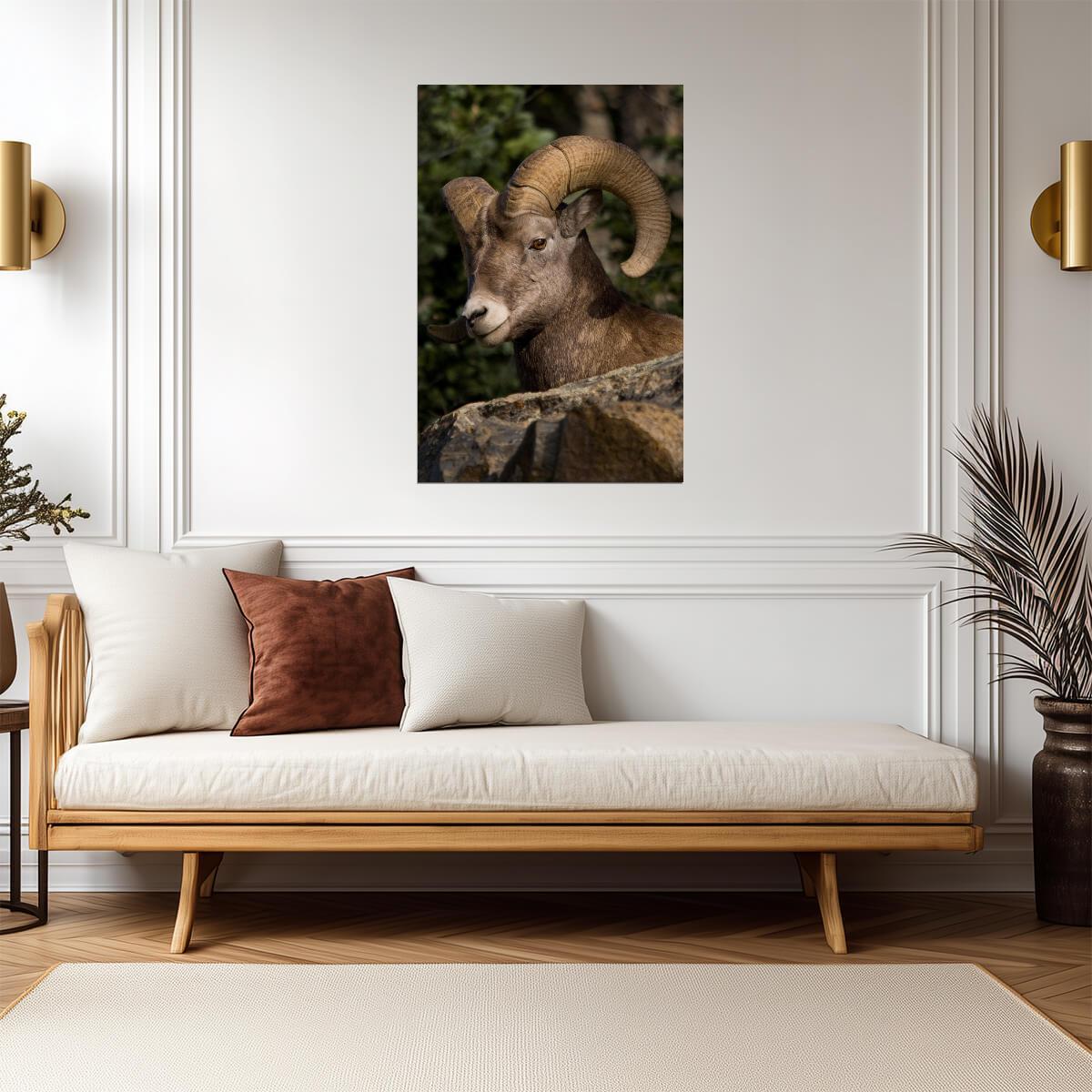 Fall River Ram | Rocky Mountain National Park Photography Poster - Photography Poster