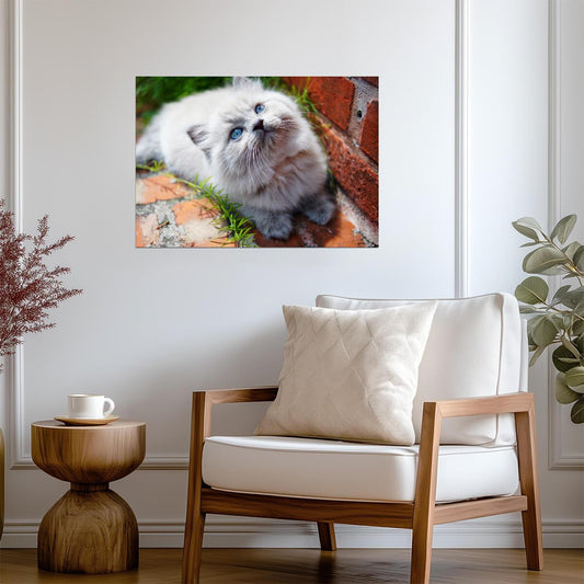 Fluffy Himalayan Kitten | Cute Cat Poster | Pet Photography Wall Art - Photography Poster
