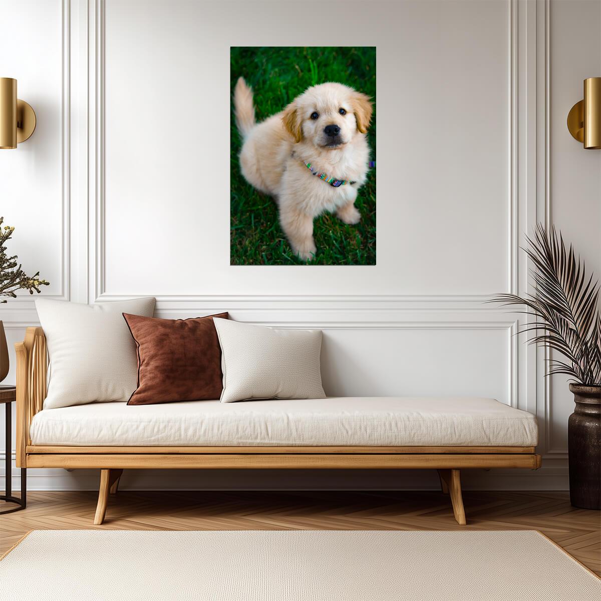 Dog Puppy | Warm Light Photography | Animal Poster - Photography Poster