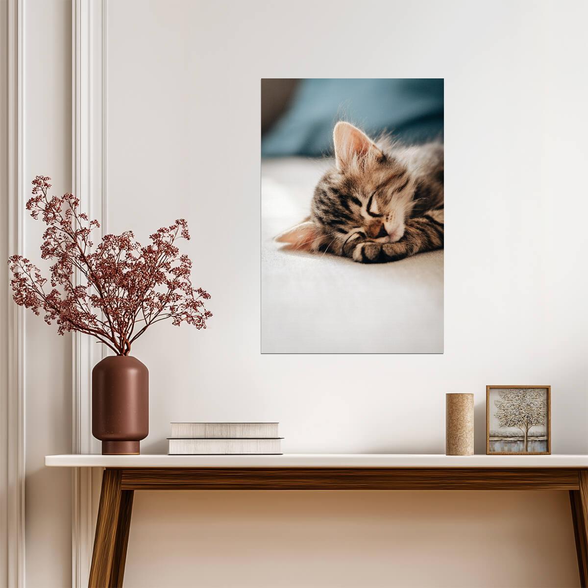 Cat Kitten | Colorful Cat Art | Animal Poster - Photography Poster