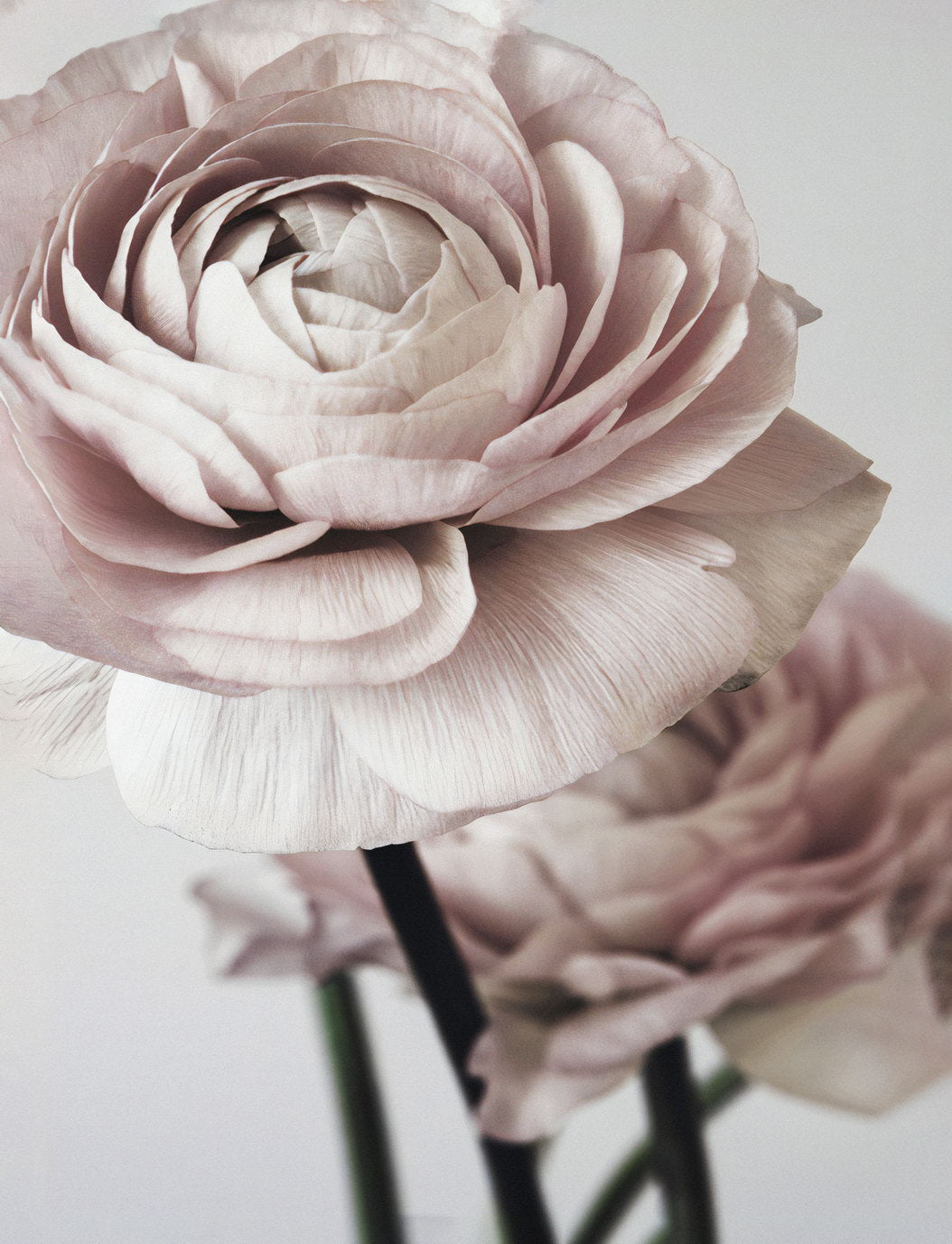 Vintage Pink Rose | Romantic Botanical Photography | Soft Pastel Floral Poster
