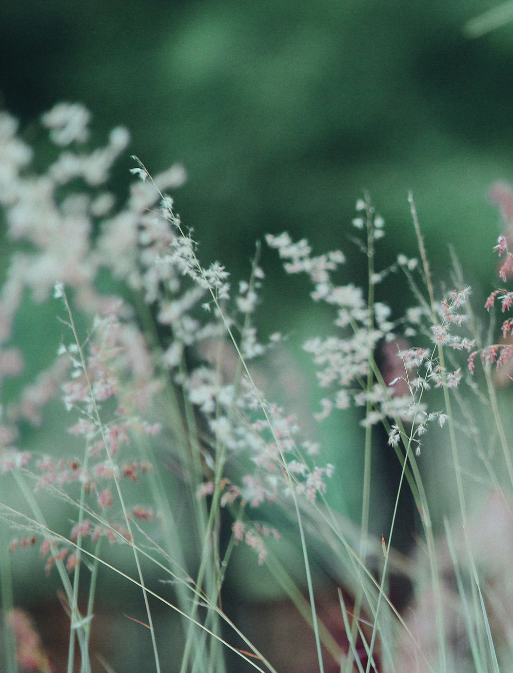 Dreamy Wildflowers | Spring Botanical Photography | Abstract Floral Poster
