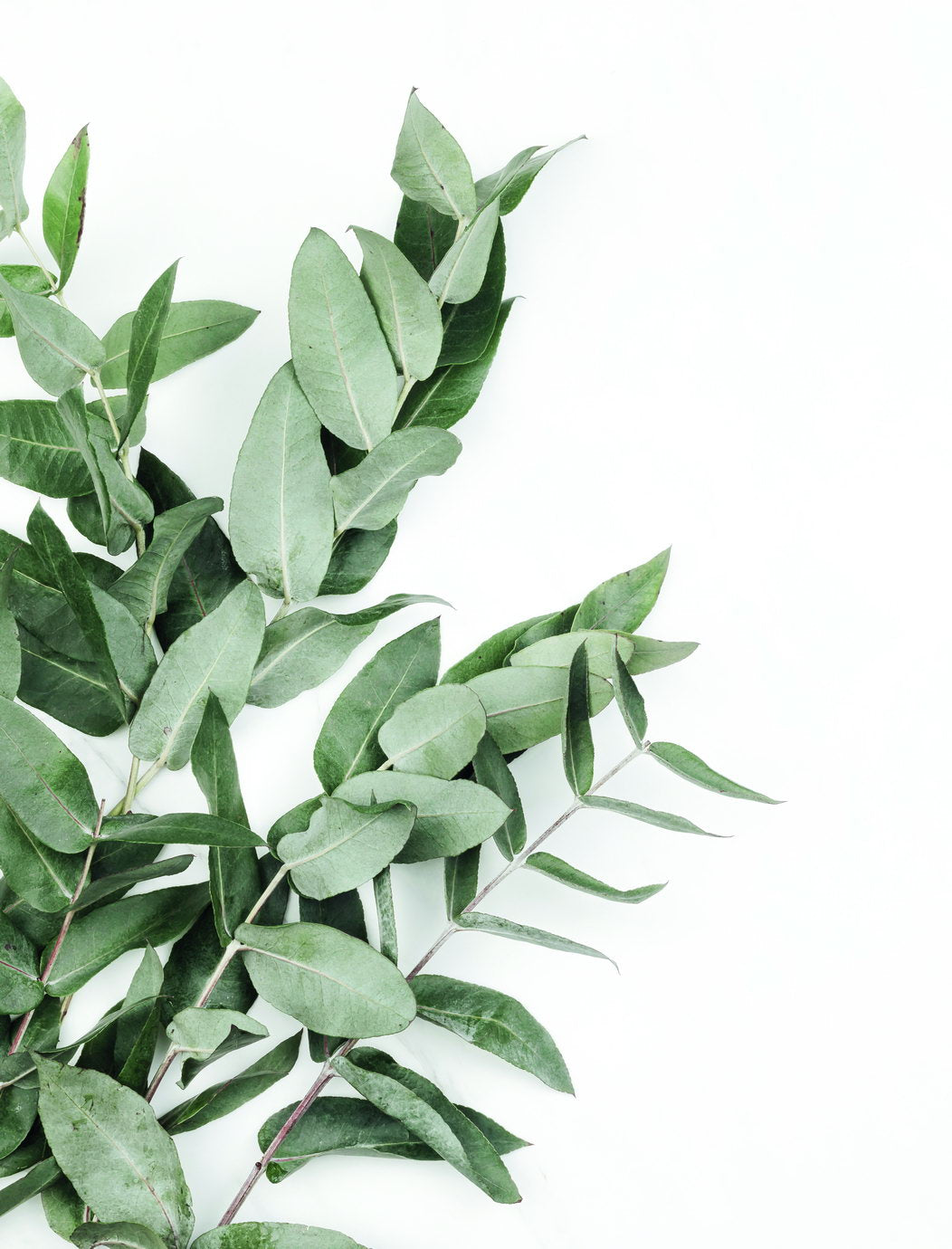 Eucalyptus Leaves | Minimalist Botanical Art | Scandinavian Greenery Poster