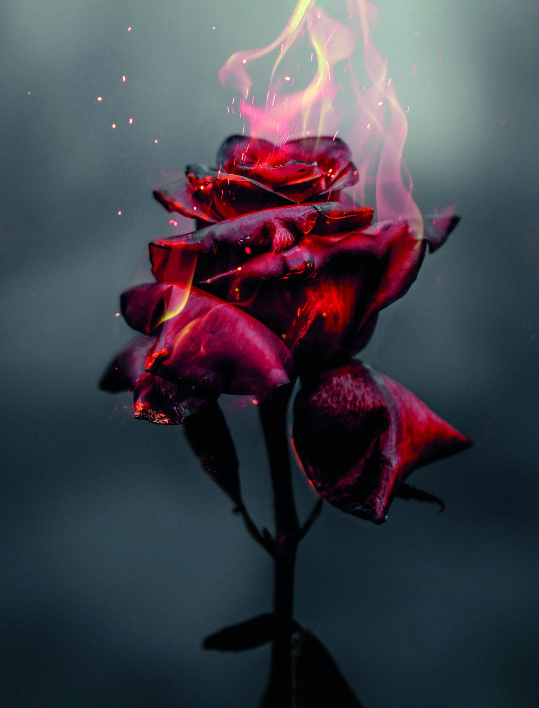 Burning Red Rose | Surreal Floral Art Print | Dramatic Dark Flower Poster