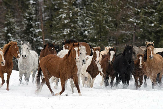 Wild Horse Roundup | Western Photography Print | American Frontier Poster - Photography Poster