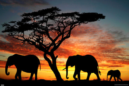 Elephants at an African Sunset | Wildlife Photography Print | Safari Wall Art Poster - Photography Poster