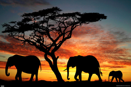 Elephants at an African Sunset | Wildlife Photography Print | Safari Wall Art Poster - Photography Poster