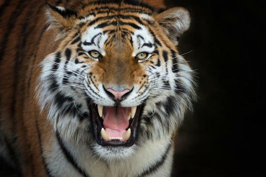 Siberian Tiger Up Close | Wildlife Photography Portrait | Animal Wall Art Poster - Photography Poster