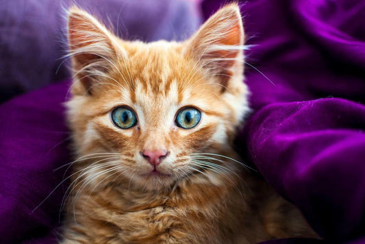 Fluffy Ginger Kitten | Softness Pet Photography | Cute Cat Poster - Photography Poster