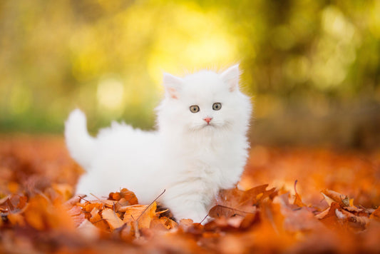 Cute White Kitten Stalking in Autumn Leaves | Pet Photography | Cat Poster - Photography Poster
