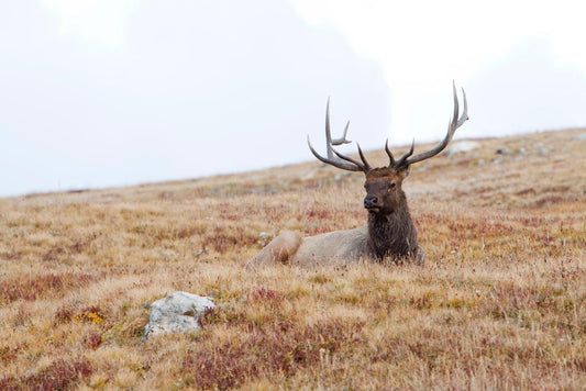 Elk Lying Down in Rocky Mountain National Park | Wildlife Photography Print | Nature Wall Poster - Photography Poster