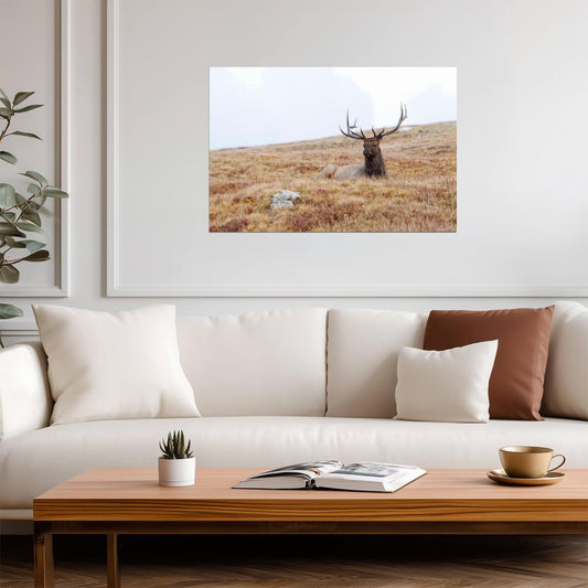 Elk Lying Down in Rocky Mountain National Park | Wildlife Photography Print | Nature Wall Poster - Photography Poster