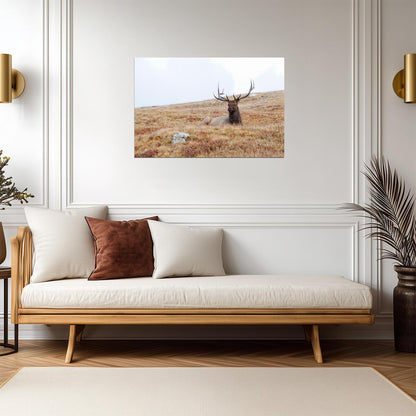 Elk Lying Down in Rocky Mountain National Park | Wildlife Photography Print | Nature Wall Poster - Photography Poster