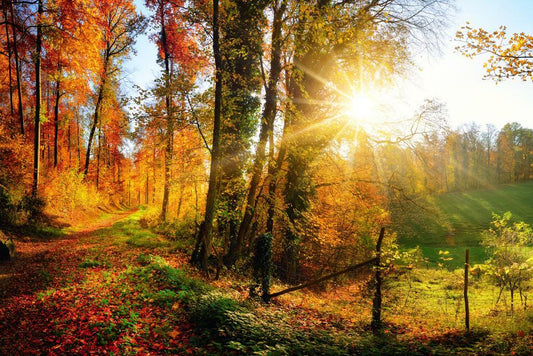 Panoramic Autumn Forest Poster | Landscape Photography | Nature Wall Art