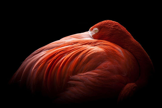 Pink Flamingo Portrait | Wildlife Photography Print | Tropical Bird Poster - Photography Poster