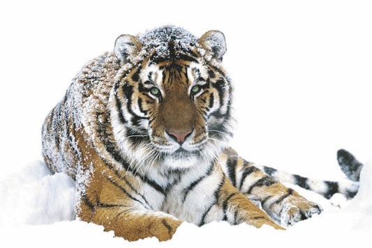 Siberian Tiger in the Snow | Wildlife Photography Print | Animal Wall Art Poster - Photography Poster