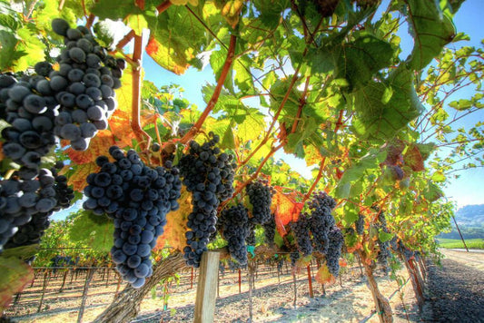 Grapes on the Vine Photography | Vineyard Wall Art | Wine Themed Poster - Photography Poster