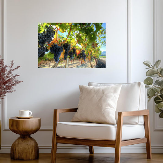 Grapes on the Vine Photography | Vineyard Wall Art | Wine Themed Poster - Photography Poster