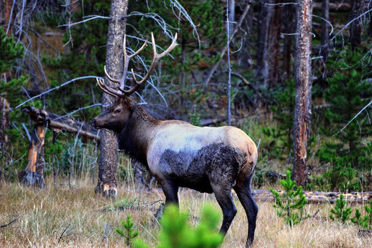 An Elk In Kawuneeche Valley | Rocky Mountains Photography Poster | Wildlife Wall Art - Photography Poster