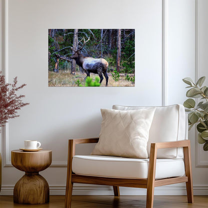 An Elk In Kawuneeche Valley | Rocky Mountains Photography Poster | Wildlife Wall Art - Photography Poster