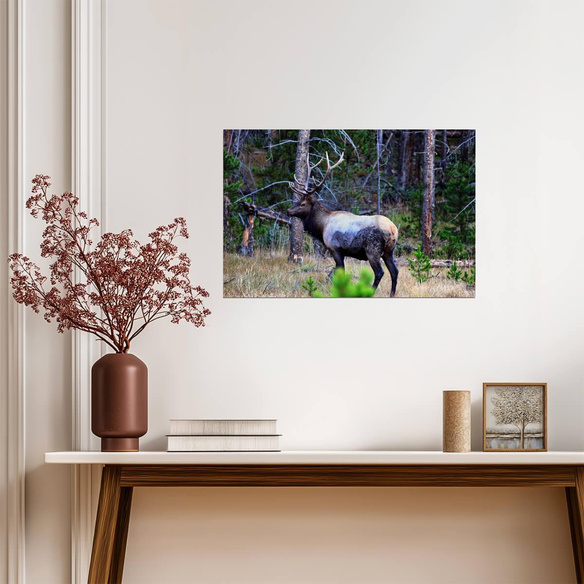 An Elk In Kawuneeche Valley | Rocky Mountains Photography Poster | Wildlife Wall Art - Photography Poster