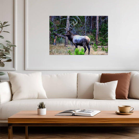 An Elk In Kawuneeche Valley | Rocky Mountains Photography Poster | Wildlife Wall Art - Photography Poster