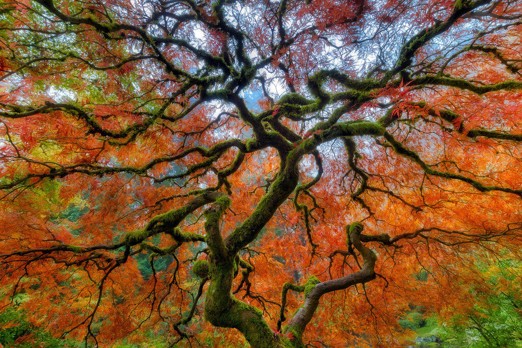 Portland Japanese Garden in Autumn | Nature Photography Print | Tranquil Scenery Poster