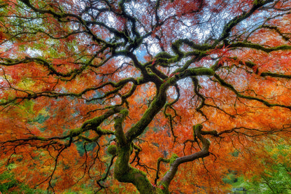Portland Japanese Garden in Autumn | Nature Photography Print | Tranquil Scenery Poster
