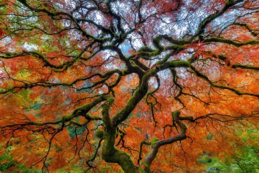 Portland Japanese Garden in Autumn | Nature Photography Print | Tranquil Scenery Poster
