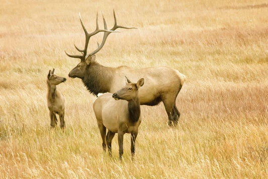 Elk Family in the Rocky Mountains | Wildlife Photography Poster - Photography Poster