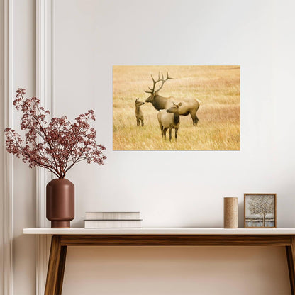 Elk Family in the Rocky Mountains | Wildlife Photography Poster - Photography Poster