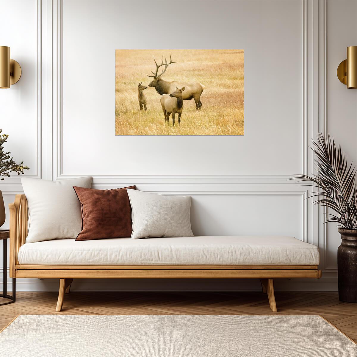 Elk Family in the Rocky Mountains | Wildlife Photography Poster - Photography Poster