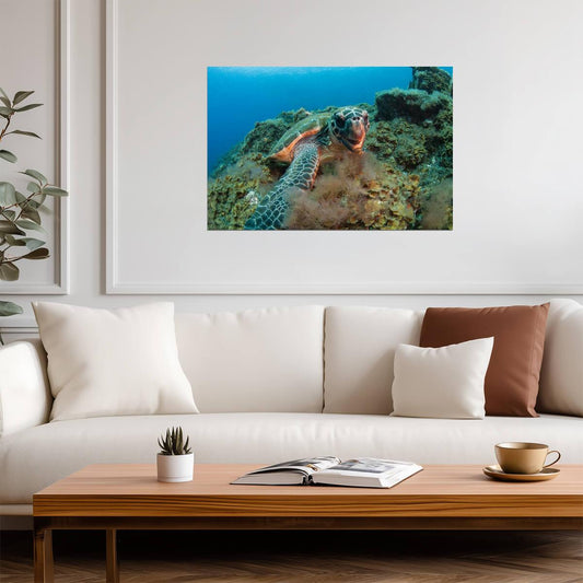 Hawksbill Sea Turtle Underwater | Canary Islands Marine Life Photography | Ocean Poster - Photography Poster