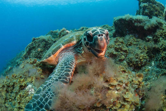 Hawksbill Sea Turtle Underwater | Canary Islands Marine Life Photography | Ocean Poster - Photography Poster