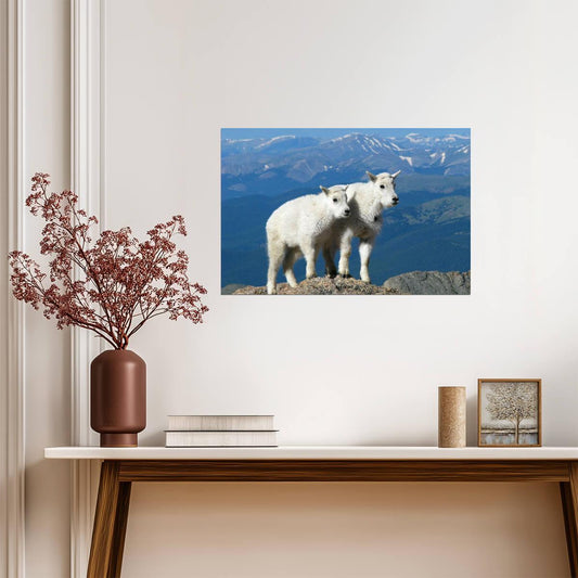 Two Kid Goats | Rocky Mountains Photography Poster | Animal Wall Art - Photography Poster